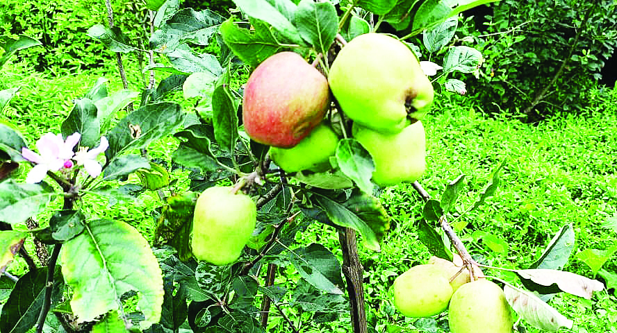 Read more about the article बागवानी खेतीप्रति अग्रसर बन्दै ग्रामीण कृषकहरू
