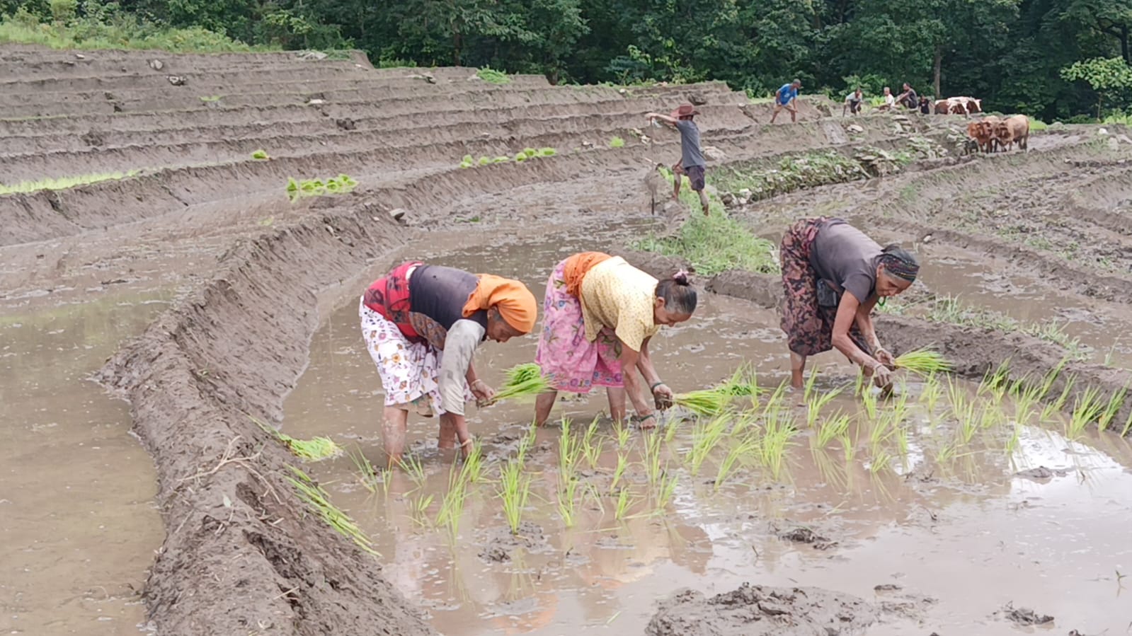 Read more about the article दही-चिउरा खाने पर्व पालन गर्दै धान रोप्दै कृषकहरु