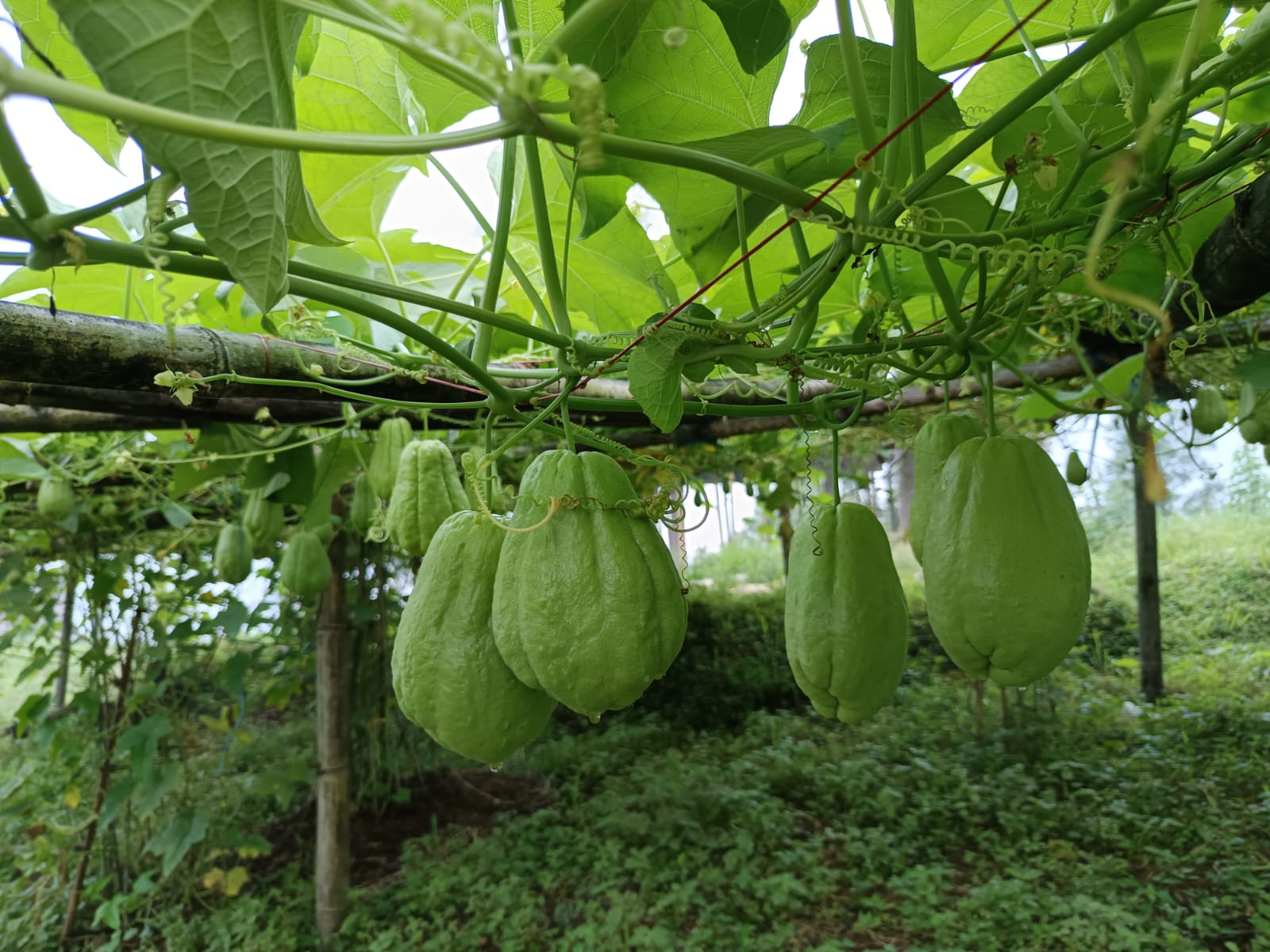 Read more about the article फसल राम्रो, दाम छैन, इस्कुस कृषकहरू निराश