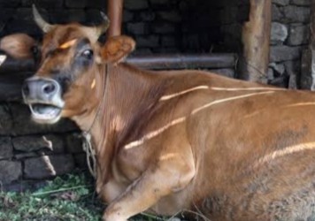 Read more about the article गाई पालकहरूको संख्या घट्ने क्रम जारी