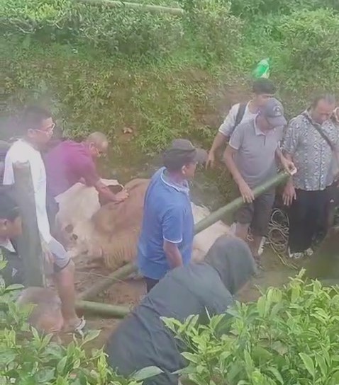 Read more about the article विमारी गाईलाई सुरक्षित स्थानमा राखियो